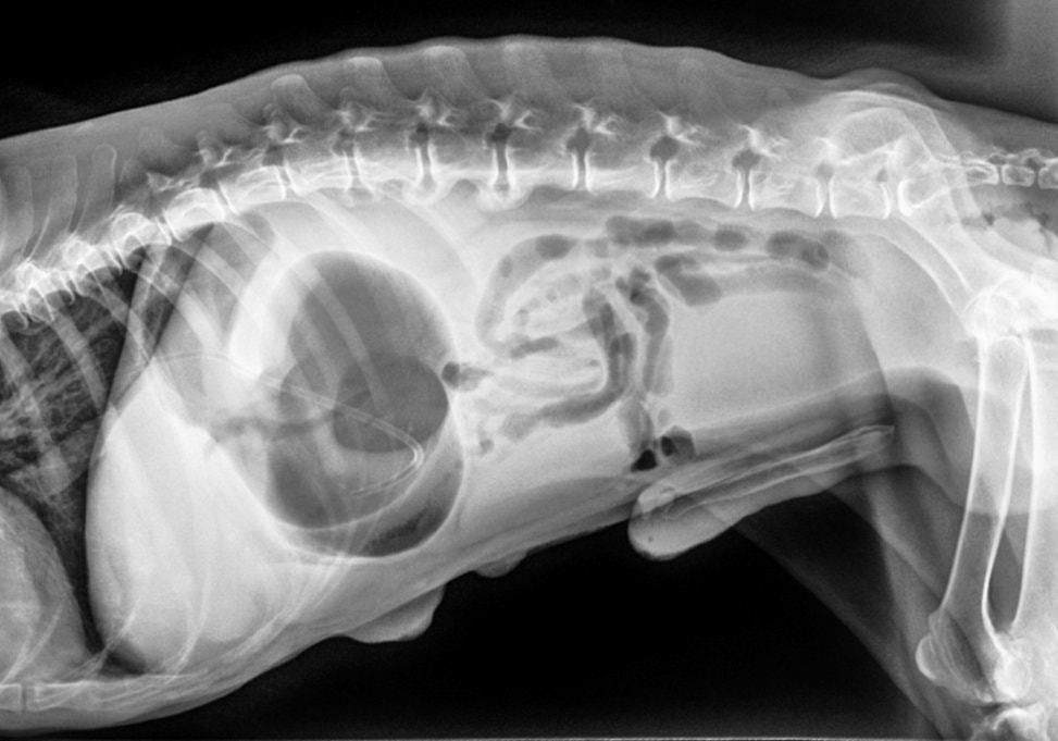 Gastric dilitation volvulus, (GDV or Bloat) radiograph of dog