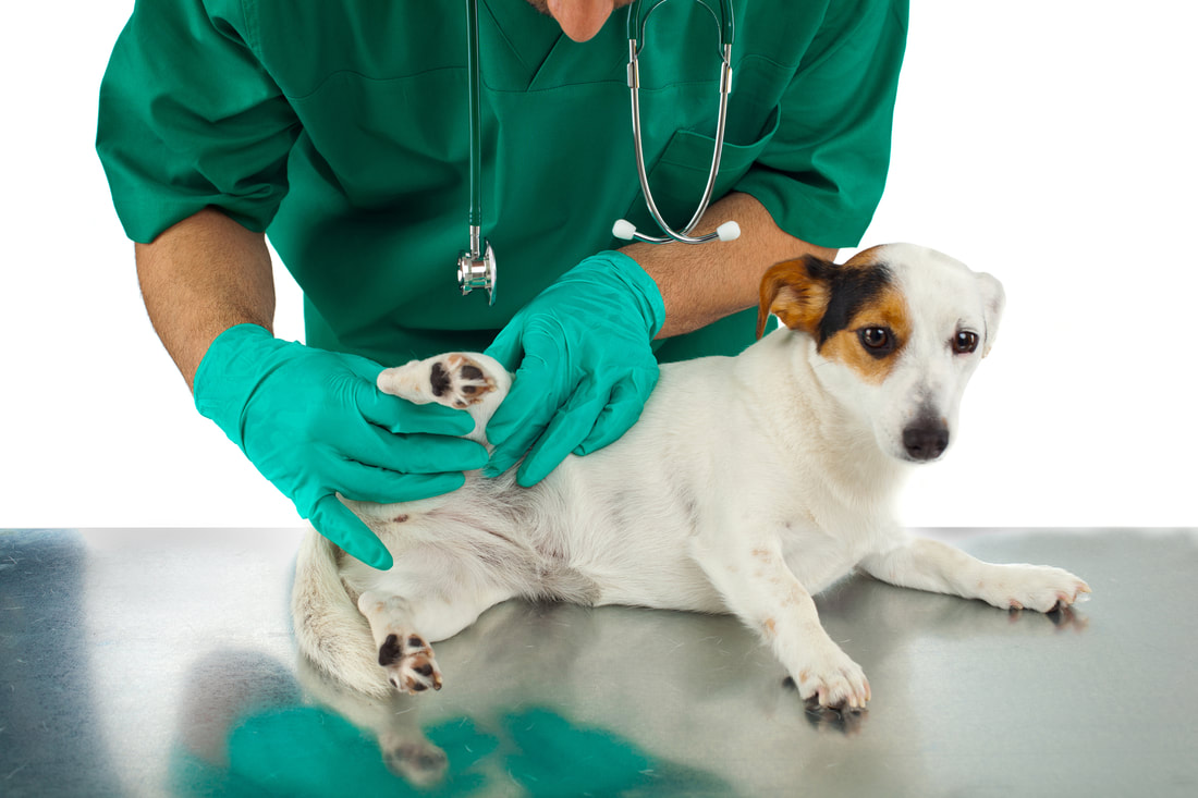 Dog with painful joints getting physical exam by veterinarian