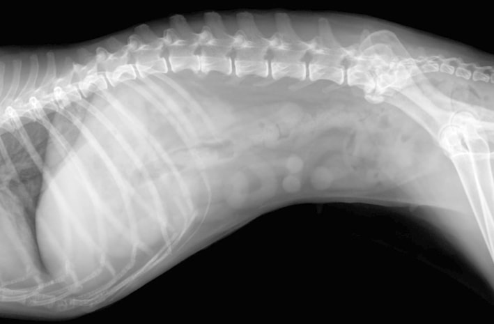 Abdominal radiograph of dog