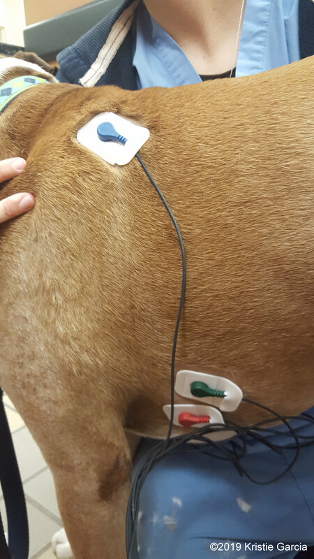 Holter monitor leads on dog