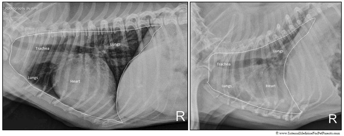 Dog chest radiographs with pneumonia and without