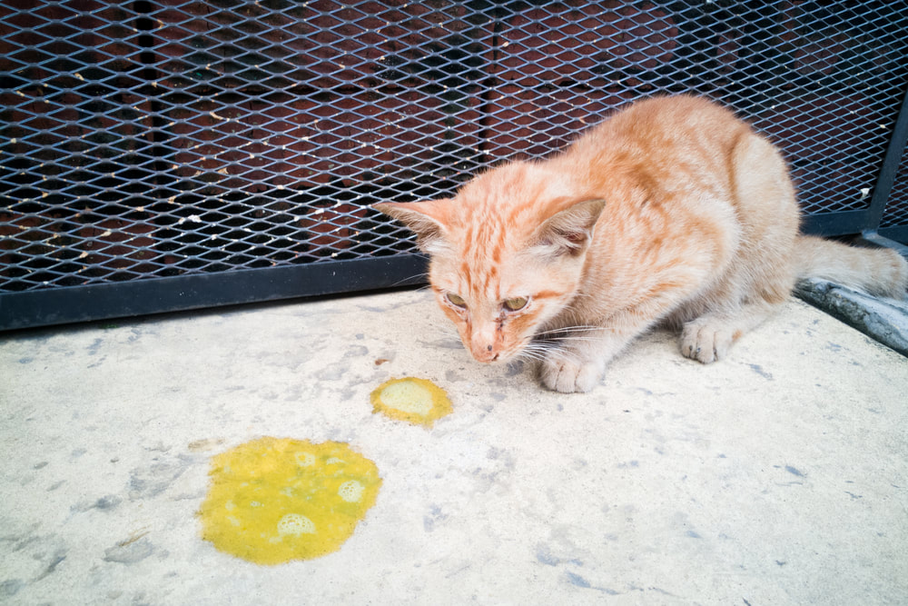 Cat vomiting bile