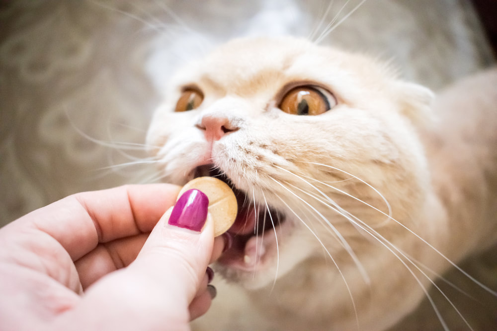 Cat getting tablet medication