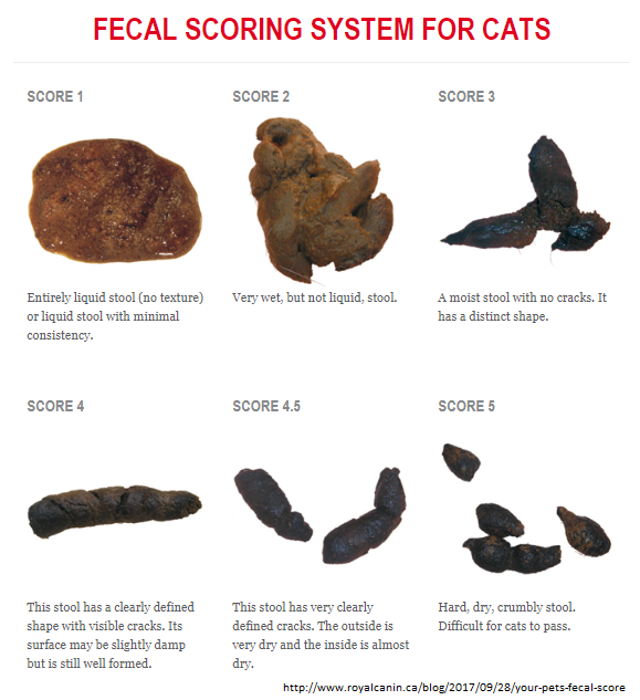 How To Know If Your Pet S Is, Is Black Stool Common