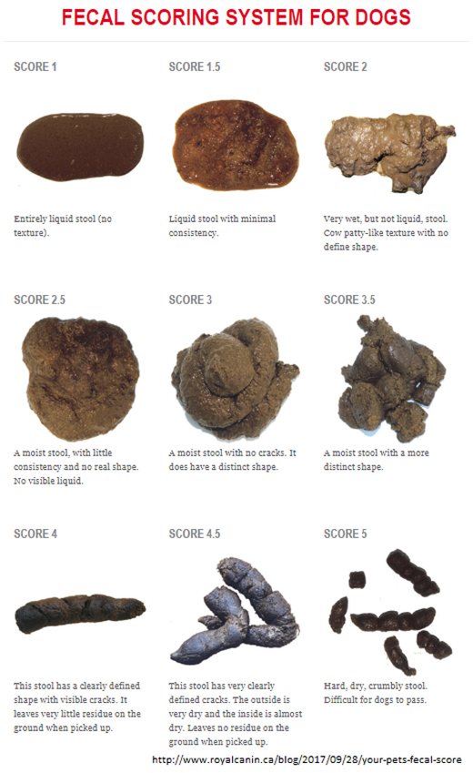 57 Top Pictures Cat Diarrhea Color Chart / What your Cat's Poop Says
